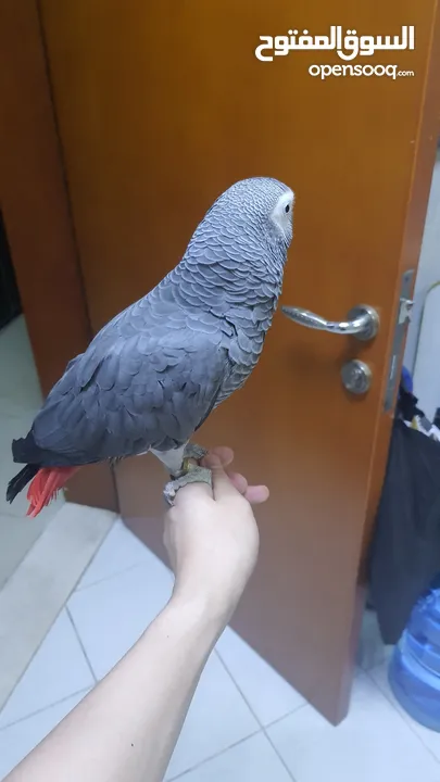 african grey parrot (casco)