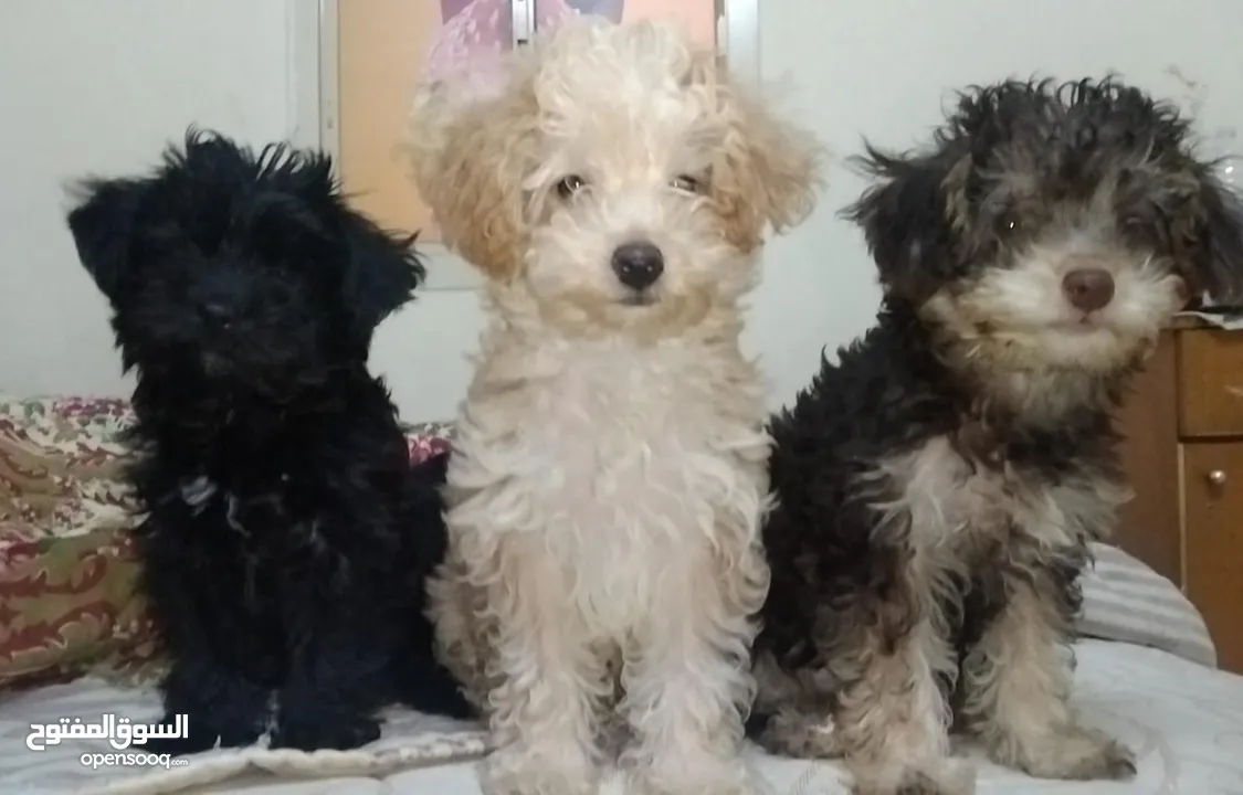 sale -- yorkipoo puppy pure breed