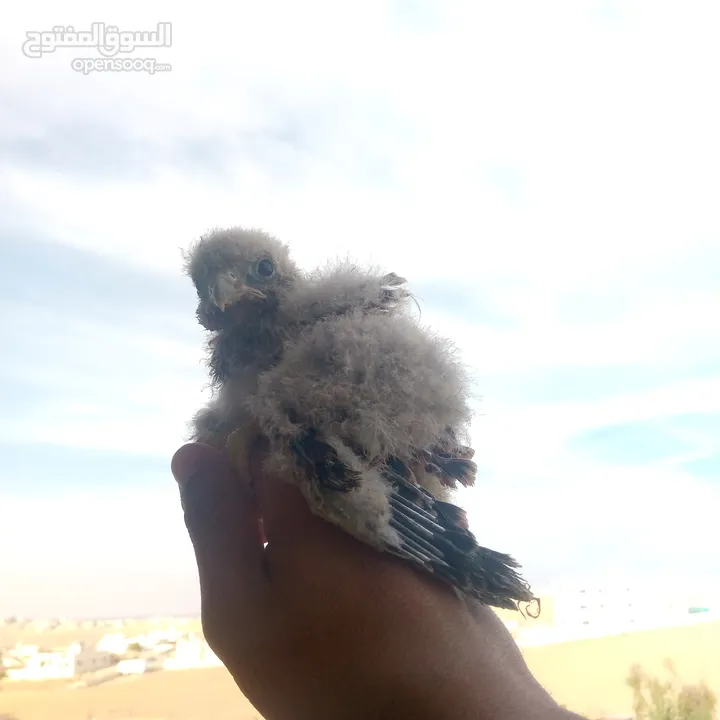 صقور للبيع
