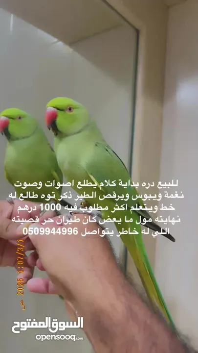 ببغاء دره مميز