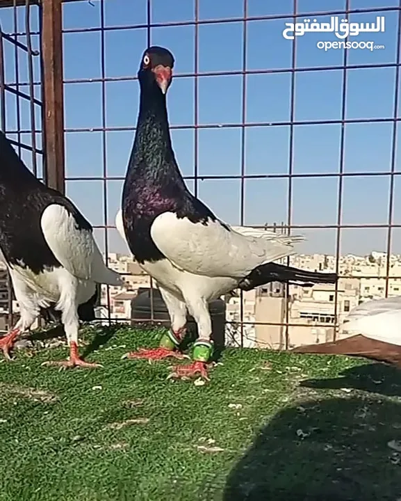 سلافر قصه فحل وفراخو