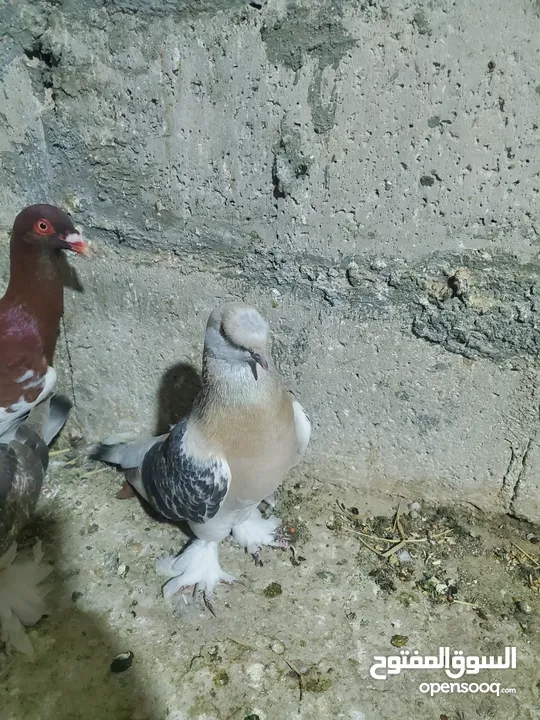 9 حبات طيور حمام كلها فحول