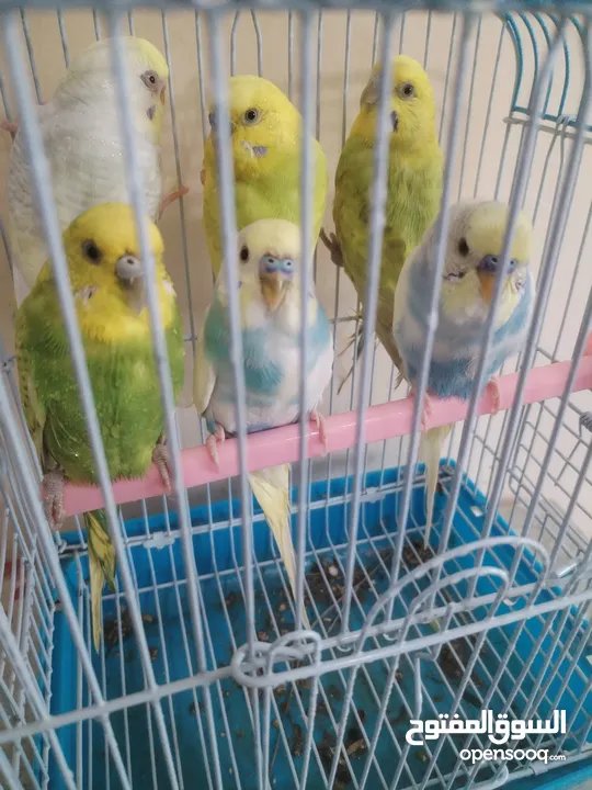 Budgie bird pairs  طيور بادجي