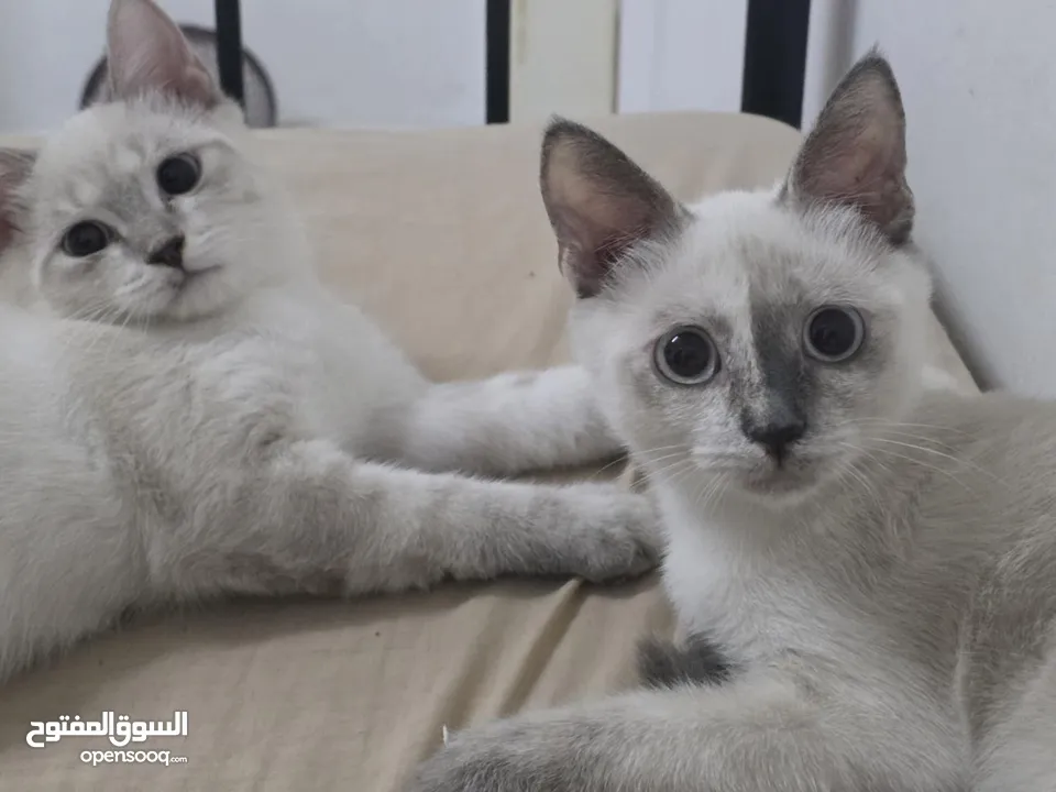 قطط انواع شيرازي وانجورا تركي بسعر طري
