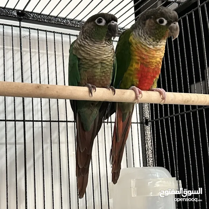 جوز جرين شيك green cheek conure مع قفص اكبر حجم وطعام 3 اشهر