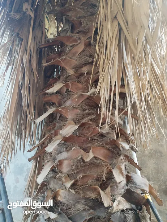 شجرة نخيل زينه
