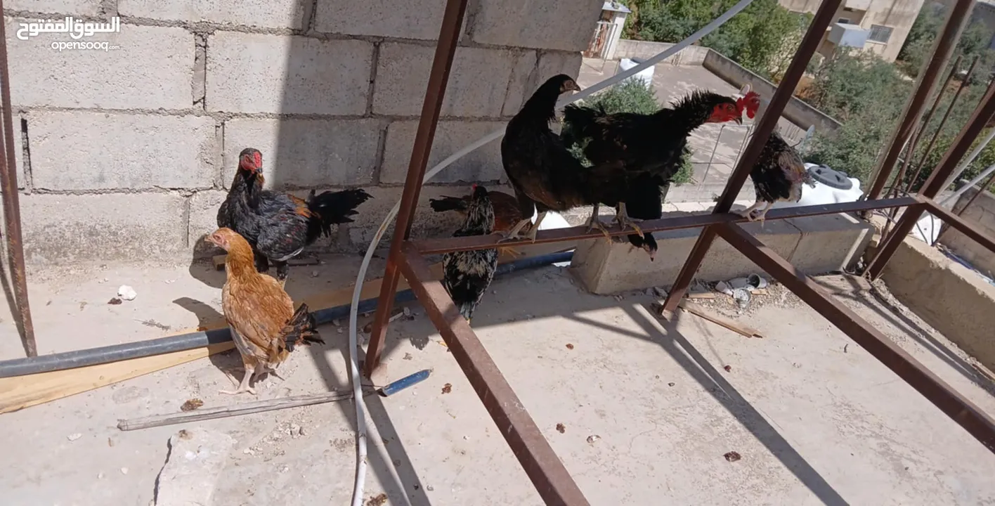 فرخات بلدي وصيصان عمر شهرين