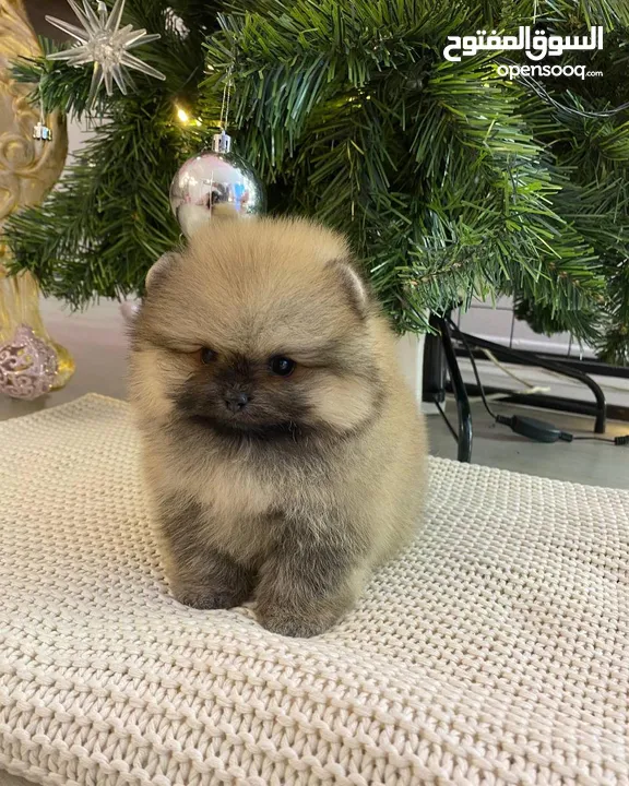 teacup pomeranian pure