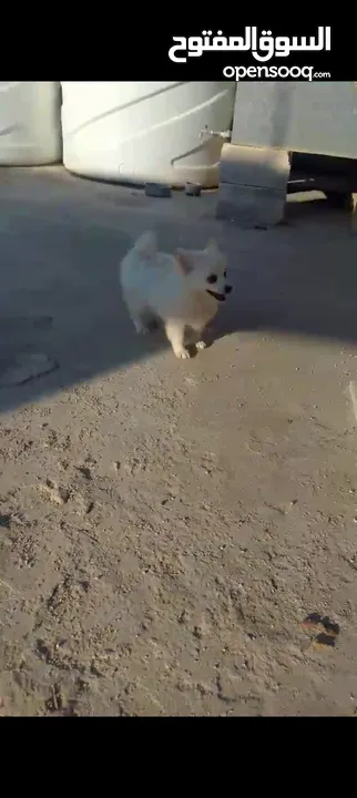 كلبه انثى شيواو موجود في اربد حنينا للبيع  موجود في اربد حنينا كلب اشي مرتب .؟.......