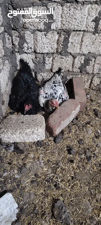 فراخ هندي رقد