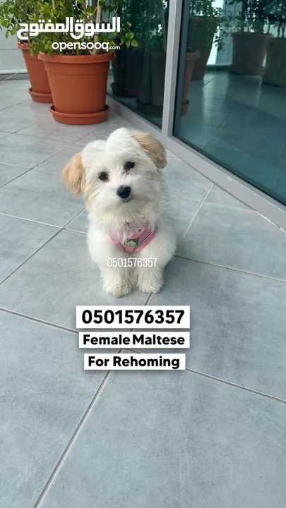 Maltese , Female , 4 Months old