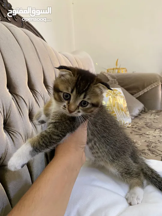 قطط سكوتش فولد وسكوتش ستريت