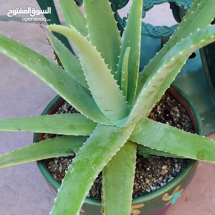 الألوفيرا الحقيقيه