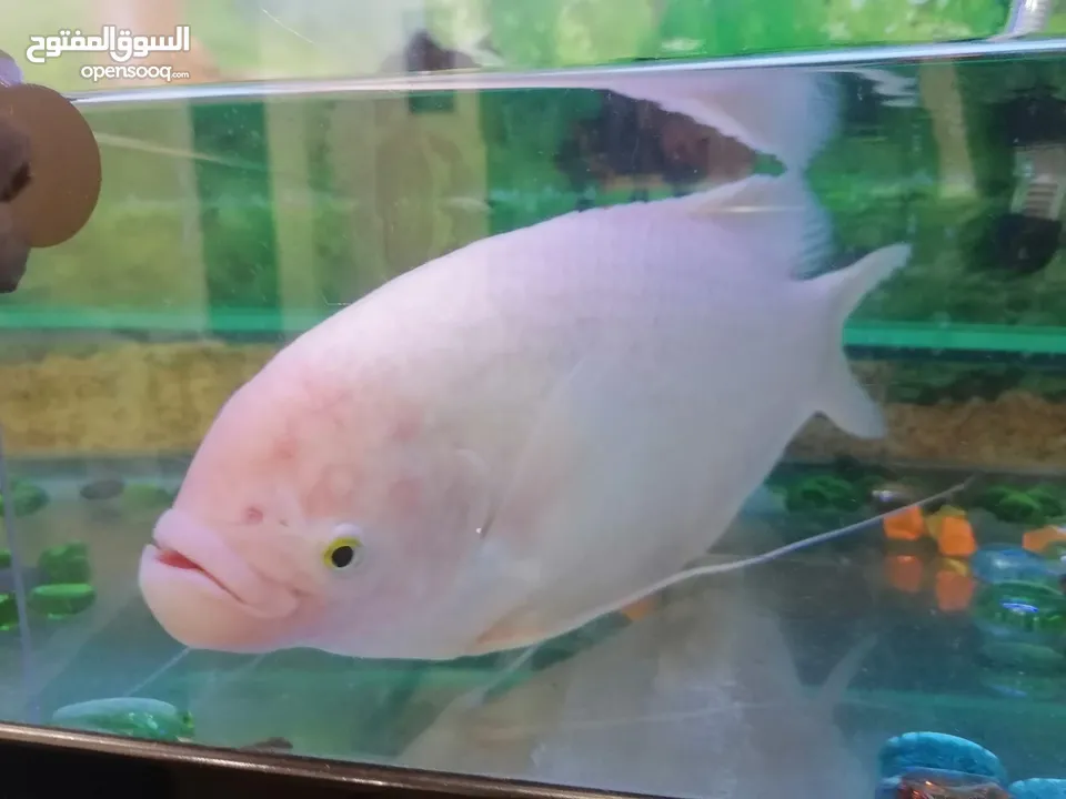 Gourami fish big and small one