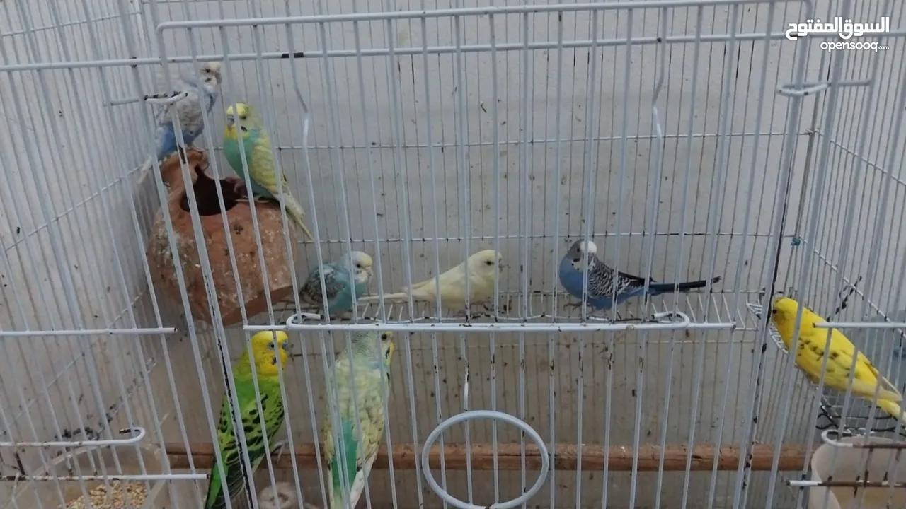 Bajigar birds sale 8pcs with Cage free