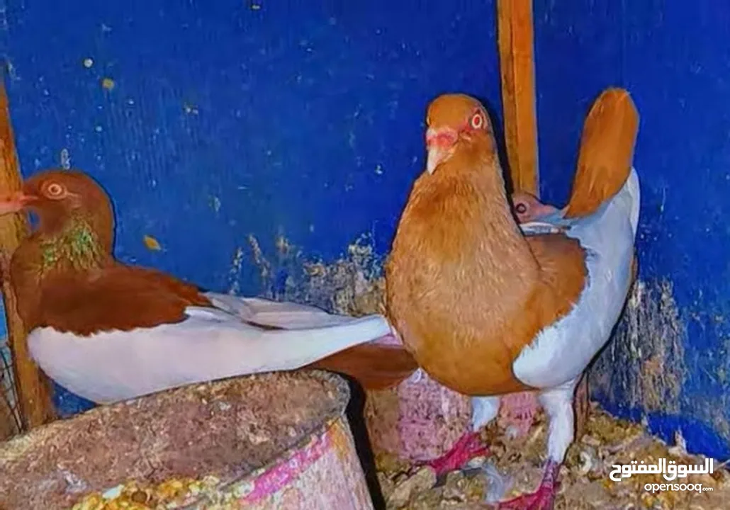 جوز يهوديات تحتهم فرخ وبيض