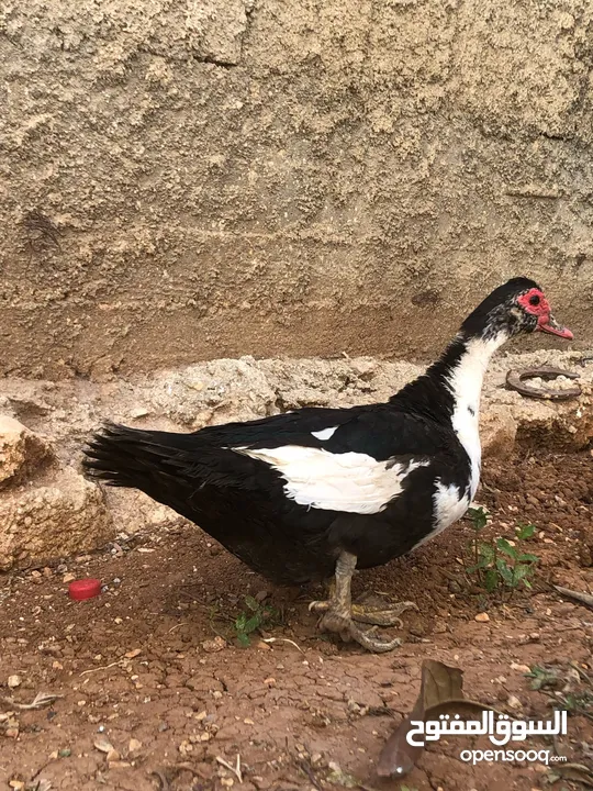 جاج بلدي بياض