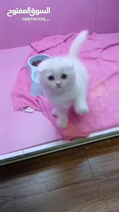 أنثى سكوتش فولد مستوى قوي