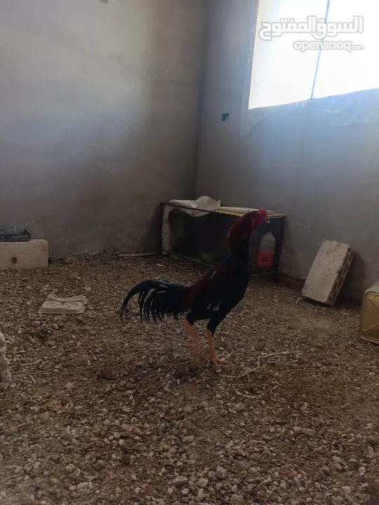 ديك باكستاني للبيع
