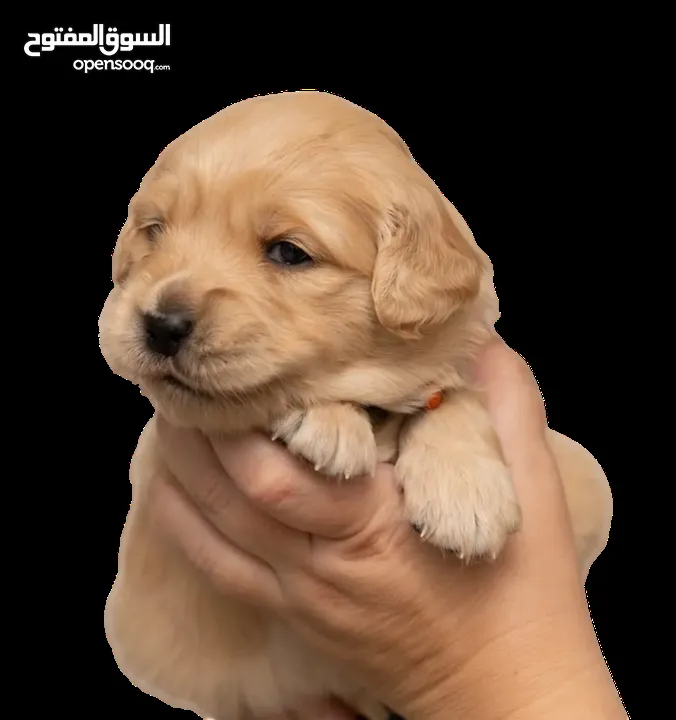 Available now golden retriever puppies