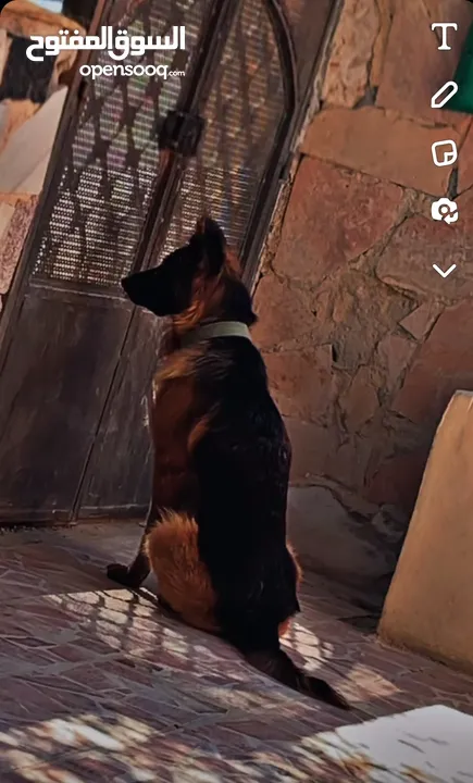 جيرمن شيبرد german shepherd