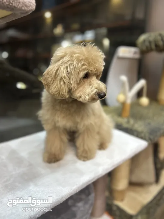 Toy poodle