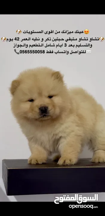 Best quality chow chow