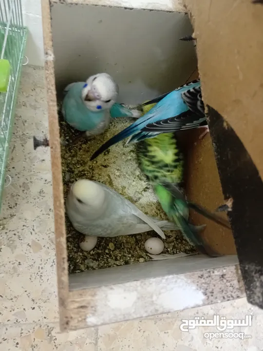 خمس زواج تحتها فراخ