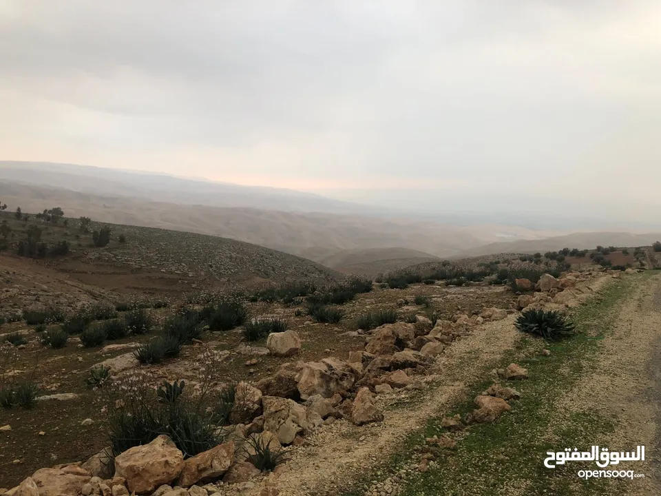 ارض في منطقة عراق الامير تحديدا ام المدارس