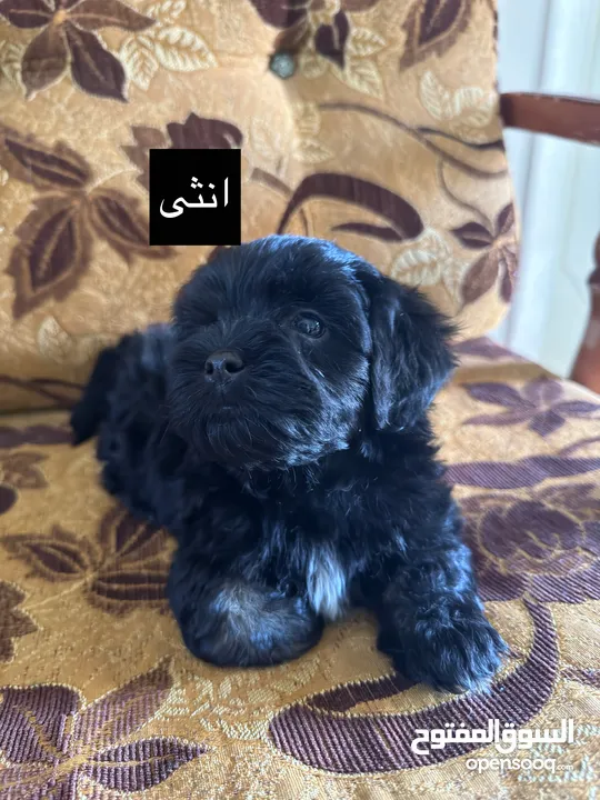 جراء فرينش تيرير للبيع