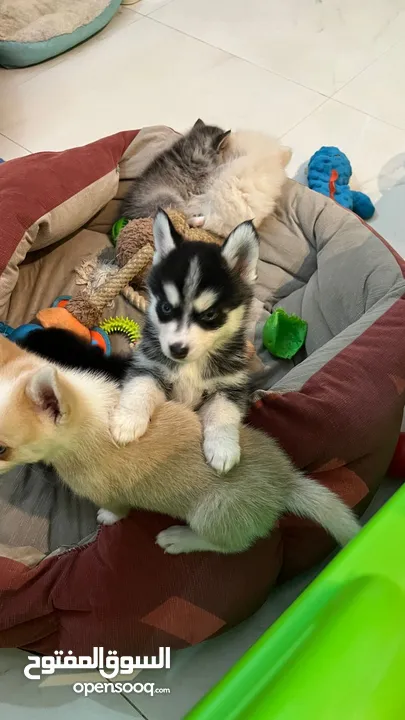 Teacup Pomsky puppies