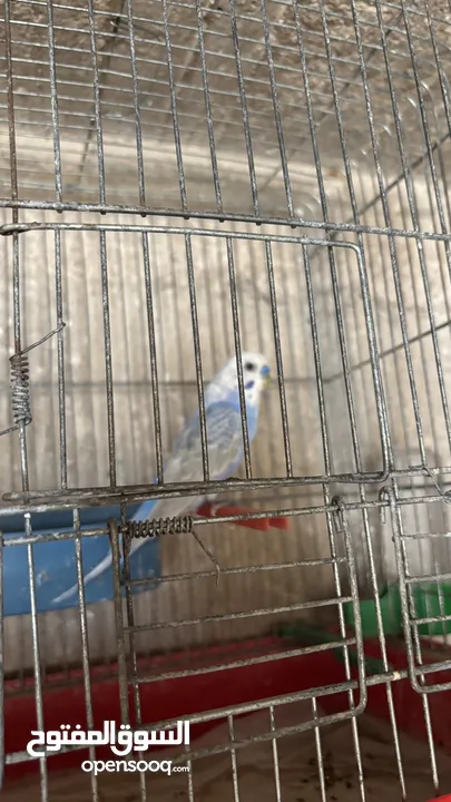 بسم الله الرحمن الرحيم اربع جواز حب رينبو كل لجواز تحتيهم بيض اشي قرب يفقص واشي جديد طبعاً اجواز