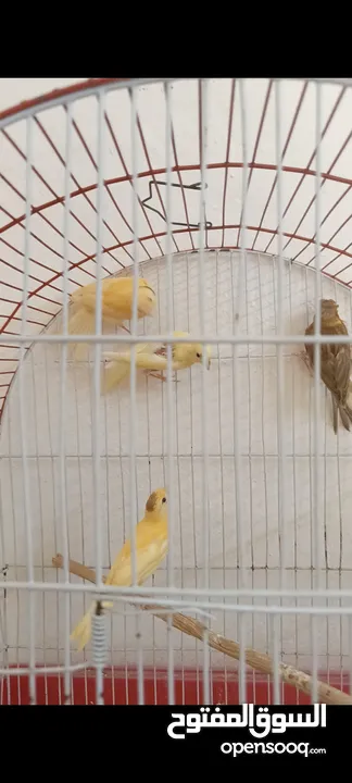 متاح فحول وجواز ومخاليف عادي وبناديق  وفراخ