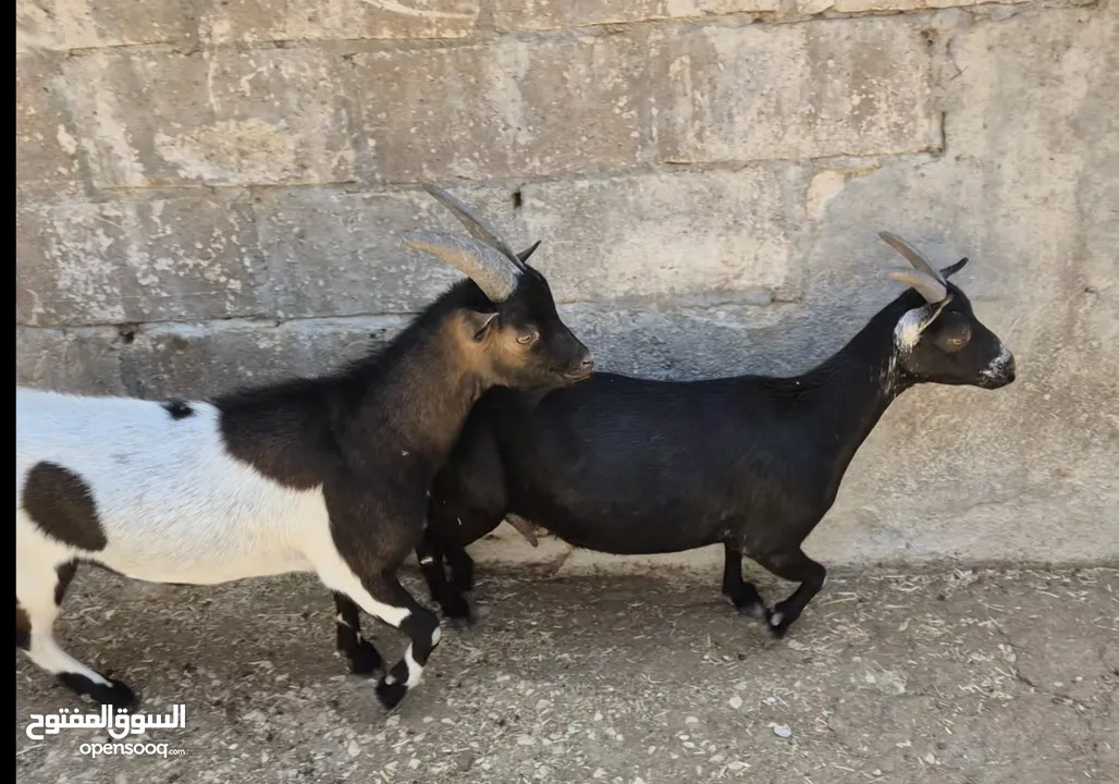 جوز ماعز قزم نوادر