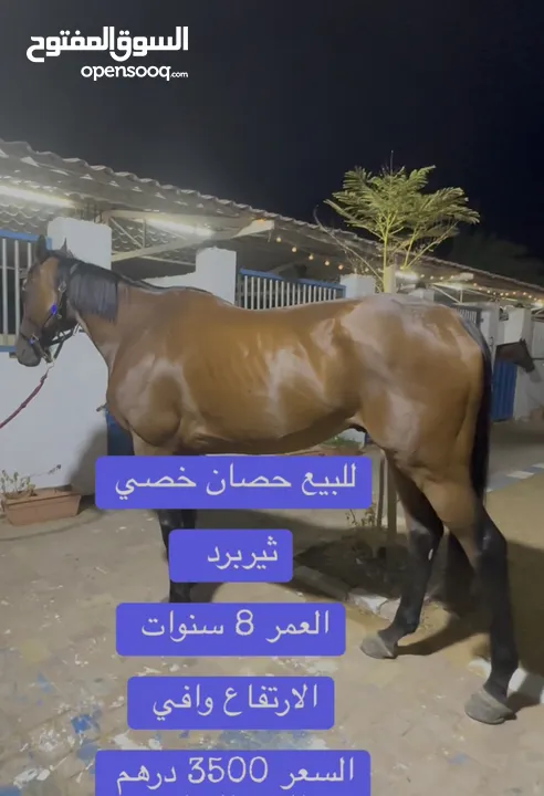 خيل خصي ثيربرد