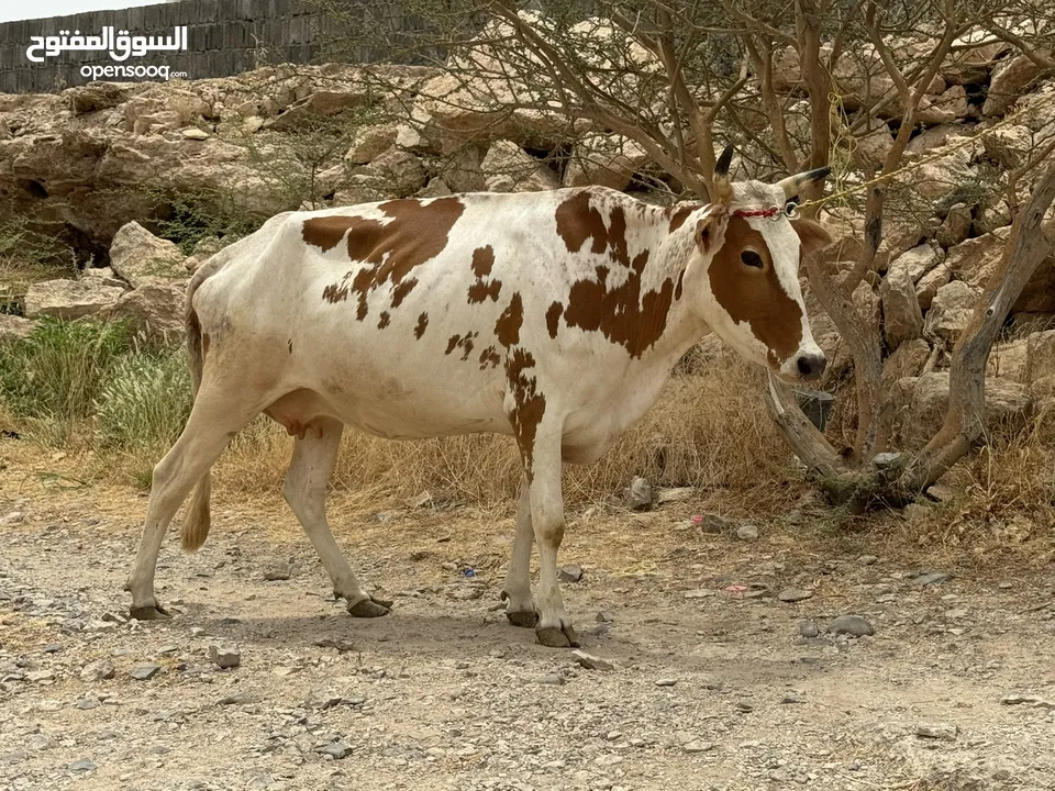 بقره تهجين جيرسي هولندي تبارك الرحمن