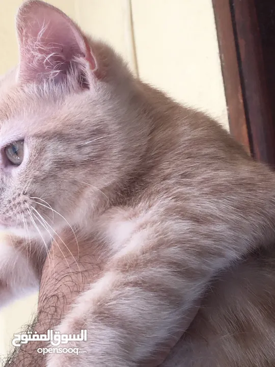 Scottish fold and Scottish streat