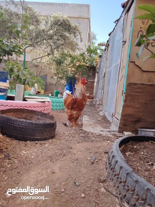 باكستاني، براهما، امهات لاحم فرخات عمر 3 شهور  صوص باكستاني حر  ديوك باكستاني خط أول و فرخات شغالة