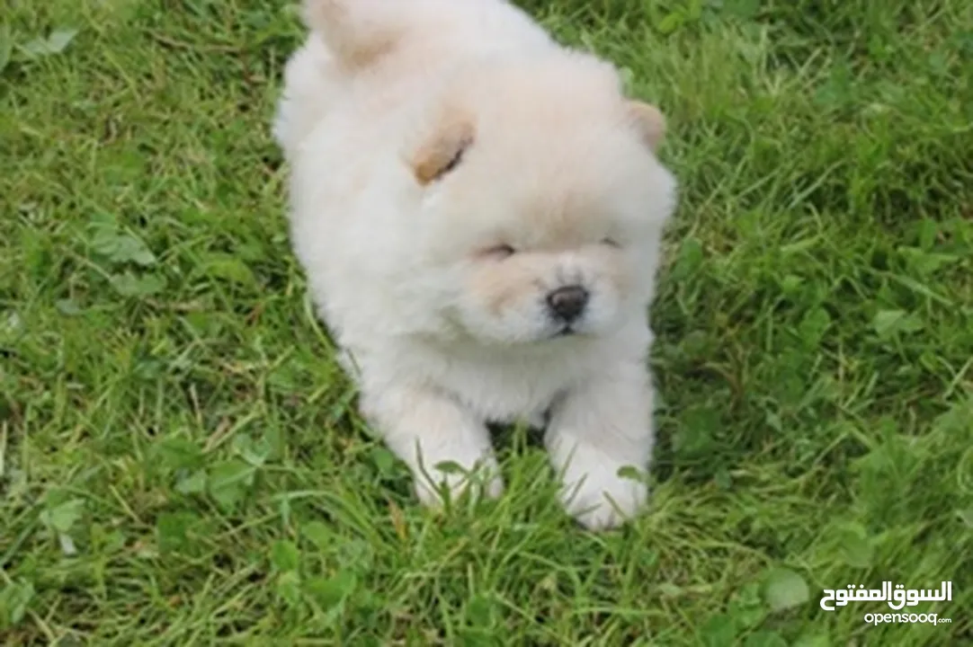 chiot chow chow age 50 jeur vaccine