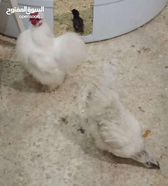 ديك ودجاجه مصوف مقزم شغالات