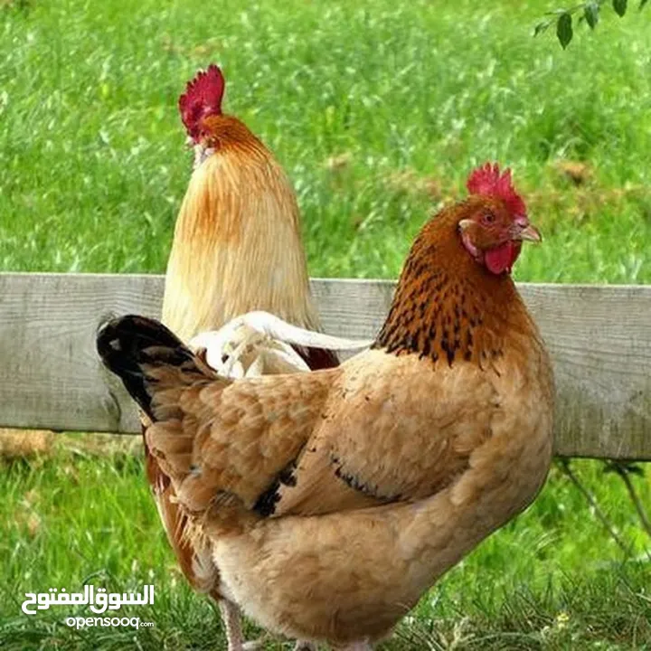 2 جاج بلدي بياض 1 ديك مزارع للبيع