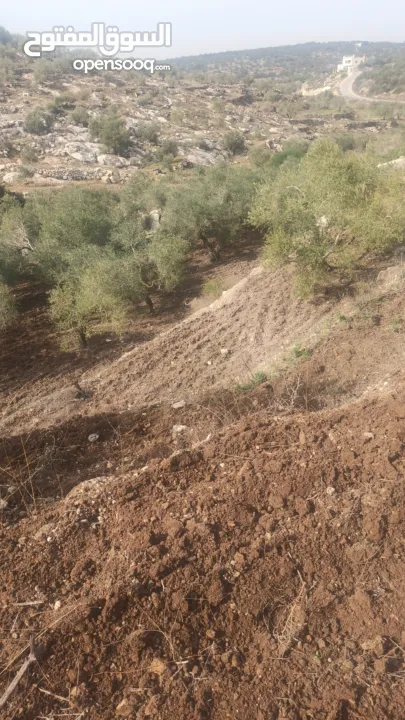 القبة الذهبية اراضي بلعا دير الغصون