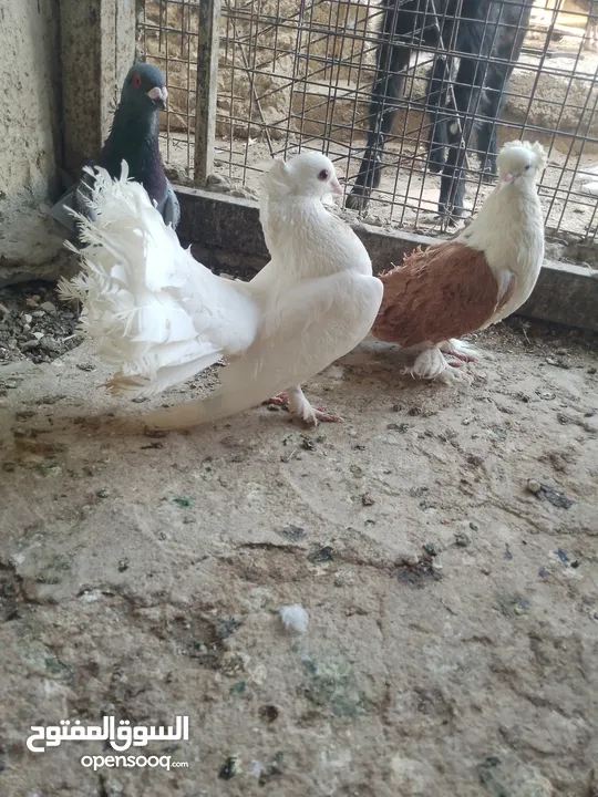 متاح جواز و حبات فلت موجودات طبربور سعرهن كويس