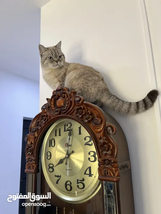 قطتان جميلتان تبحثان عن بيت دافئ  Two lovely cats looking for a loving home