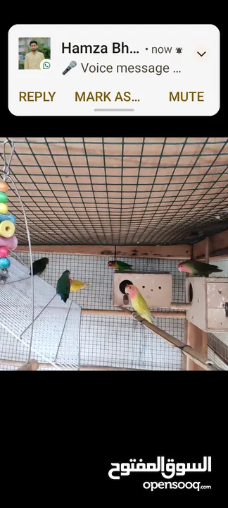 love bird, cockatiel, familiar, breeding pairs, male female