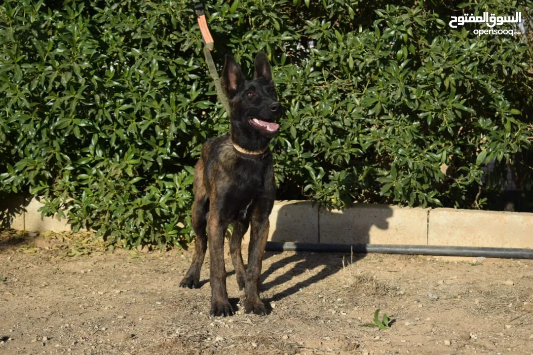 جراء بلجن مالينو و الراعي الهولندي (Belgian Malinois & Dutch Shepherd)