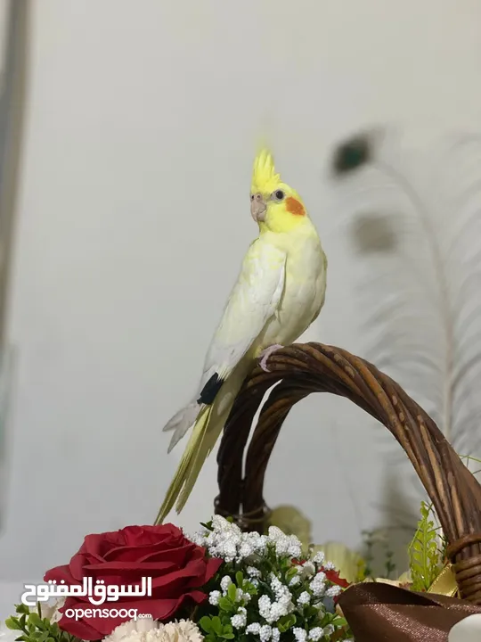 كوكتيل اليف جدا مع القفص