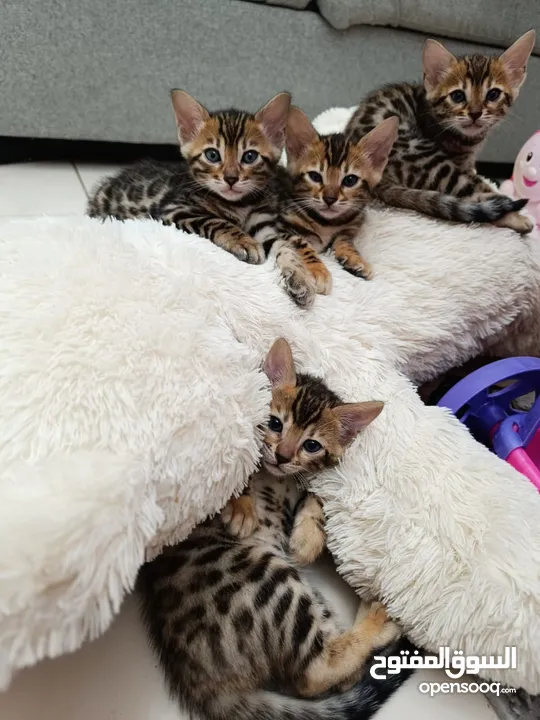 Bengal kittens