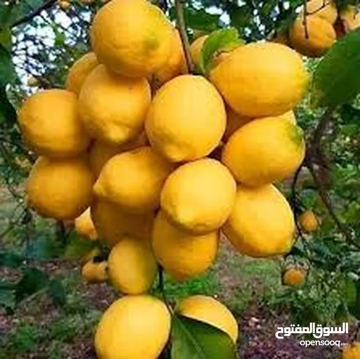اشجار مثمره