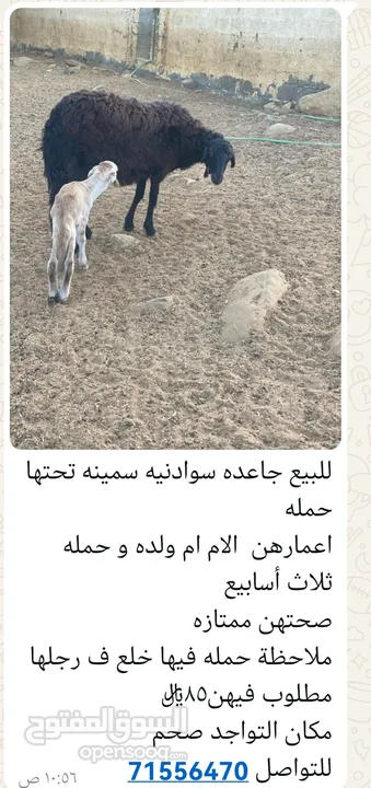 جاعده سودانيه مع ولدها للبيع